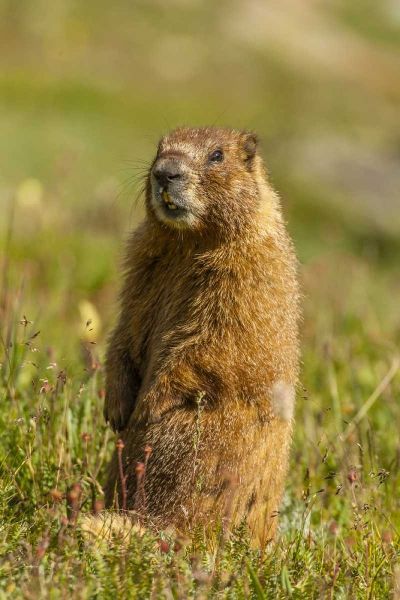 CO, San Juan Mts Yellow-bellied marmot in grass